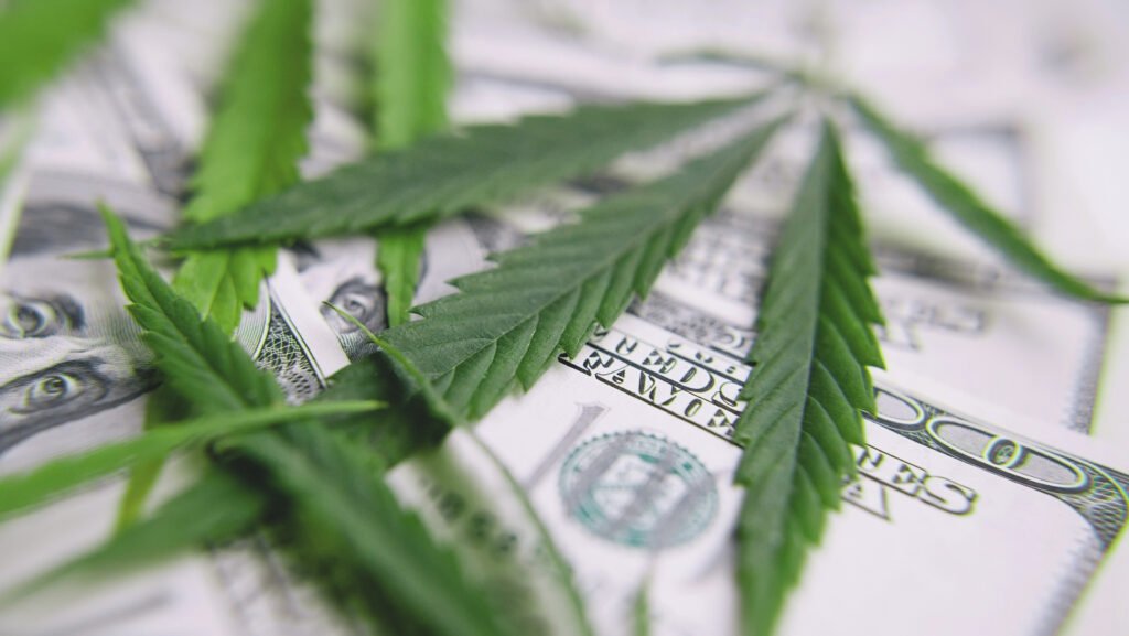 image of cannabis leaves on cash, symbolizing long term success